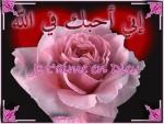 il faut tjrs voir la vie en rose...